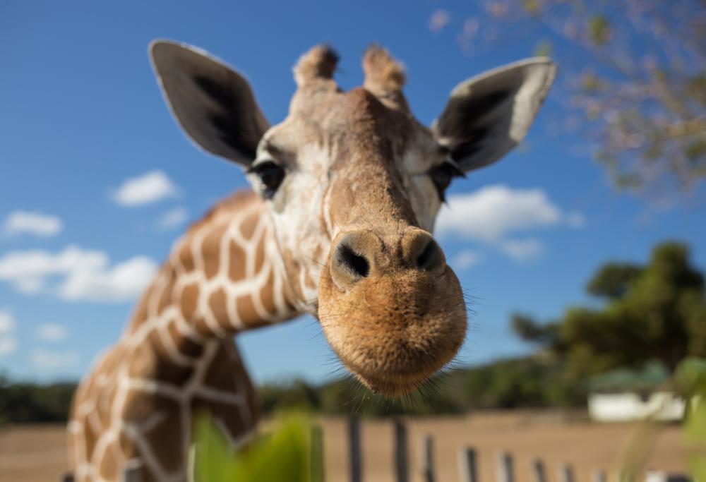 Come mai le giraffe hanno il collo così lungo? Non solo per mangiare