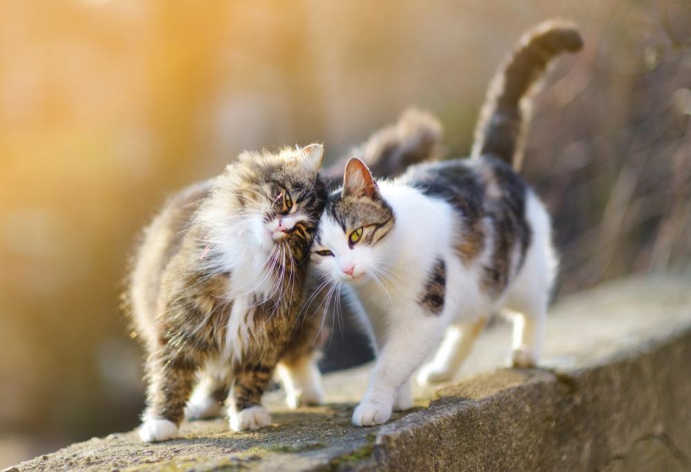 I gatti capiscono e ricordano i nomi degli altri mici con cui vivono