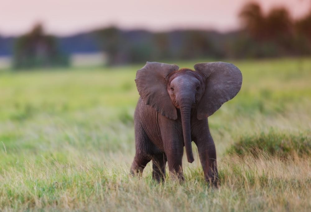 Deride e bullizza un elefante su TikTok: multato 