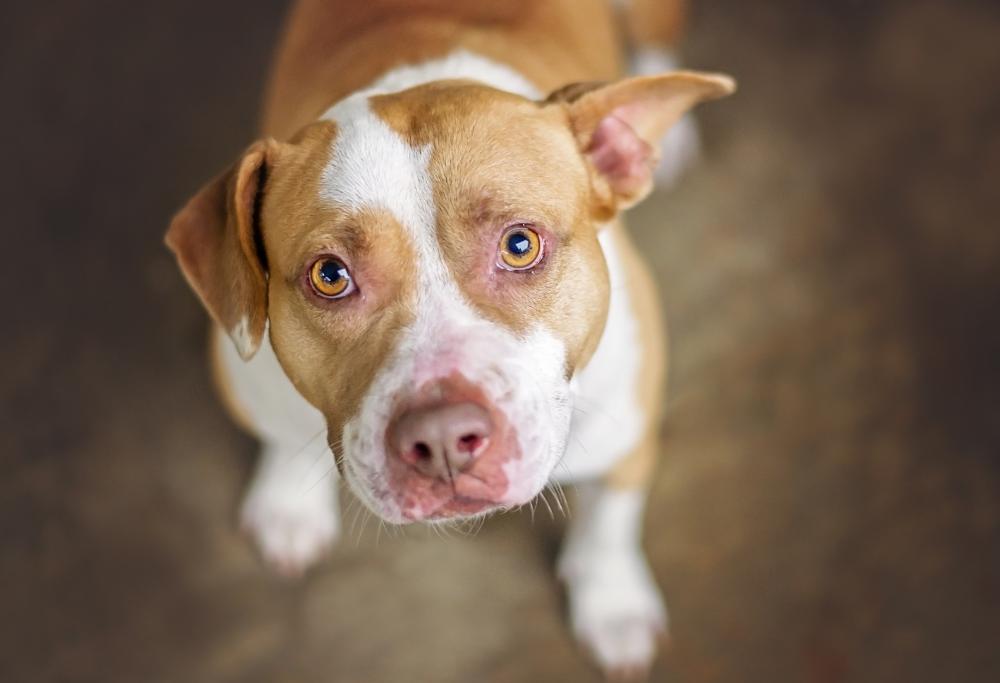 Lascia il cane in macchina per punizione e il caldo lo uccide