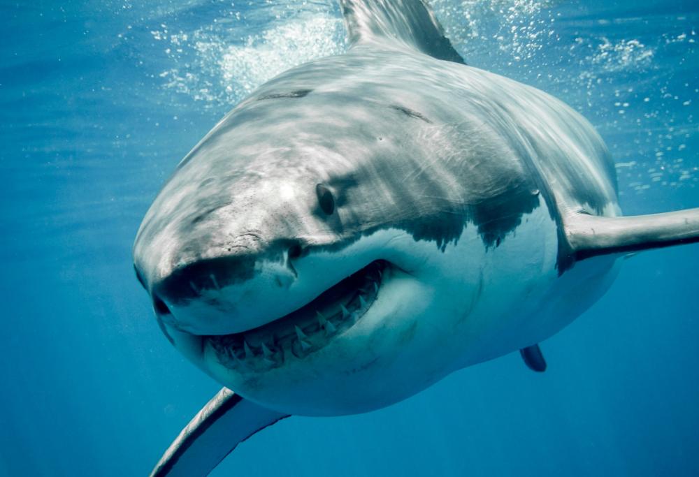 Brasile: ubriaco entra in mare per fare pipì e viene ucciso da uno squalo