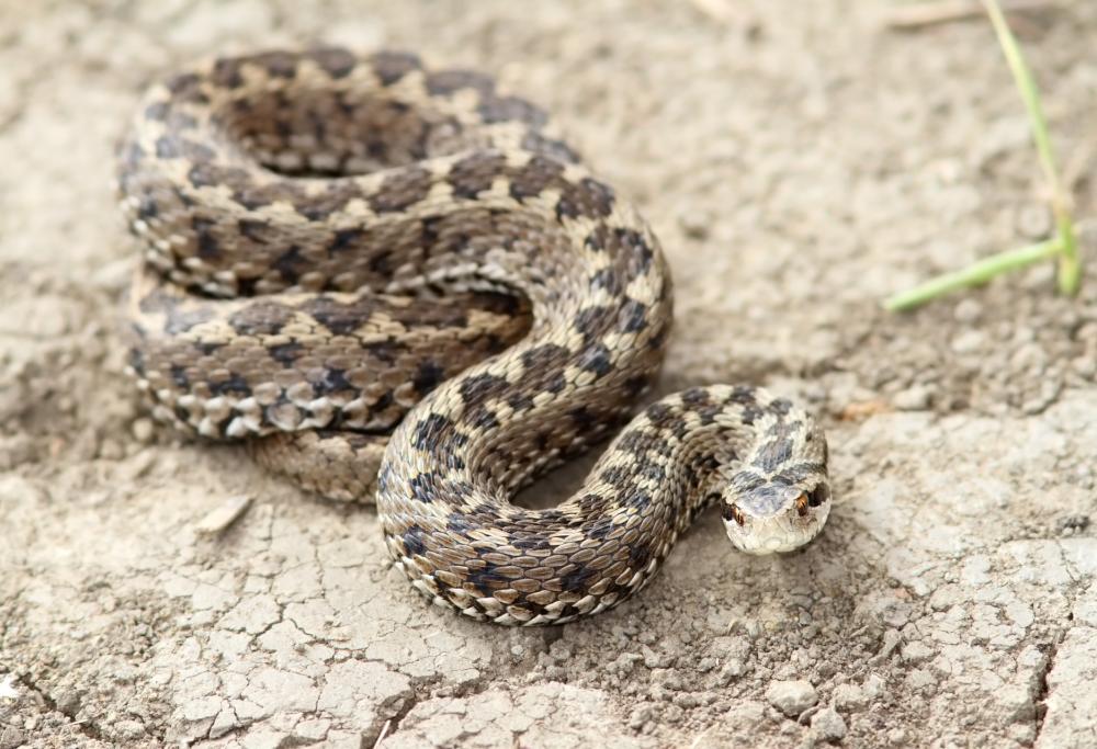 La vipera degli Orsini non è velenosa, ma viene uccisa ugualmente