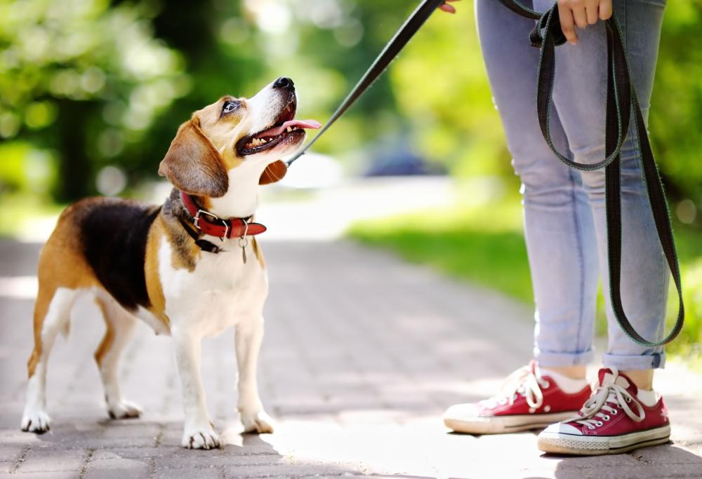 “Per portare fuori il cane, l’animale deve essere in vita”, un Comune Sardo lo specifica