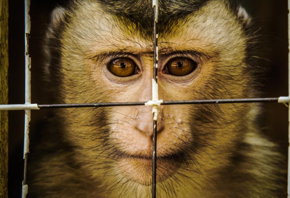 Francia: basta vendere cani e gatti nei negozi e stop agli animali nei circhi