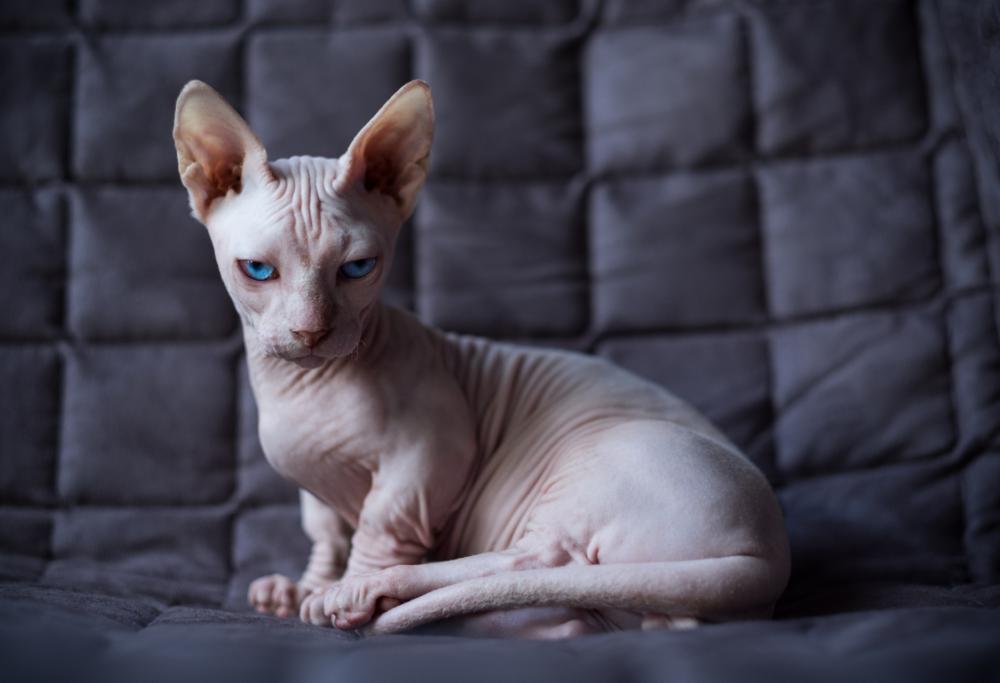 Se i gatti fossero umani sarebbero tutti pazzi da legare