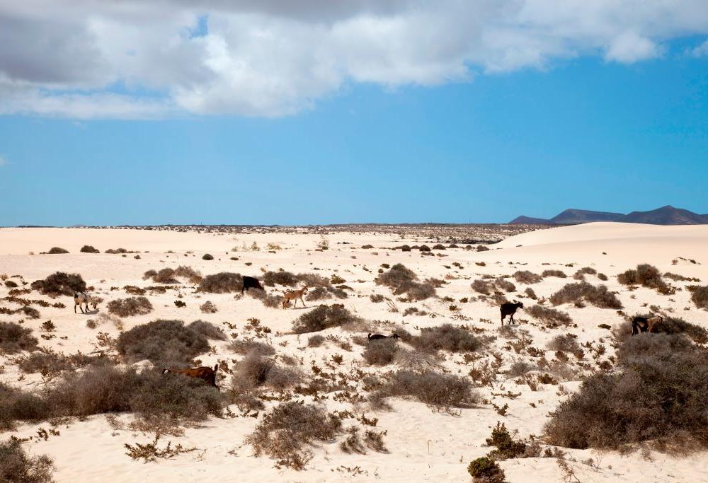 Canarie: stop al sesso tra le dune, dannoso per cespugli e insetti