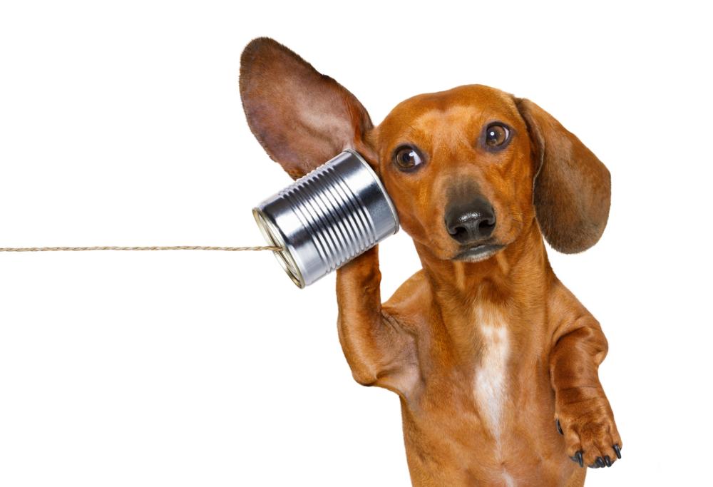 I cani sono gli unici animali che apprendono il linguaggio come gli uomini