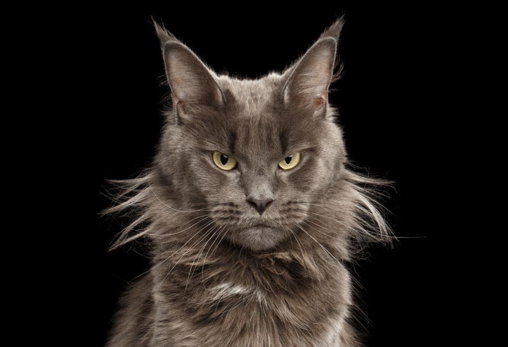 Quanto è psyco il tuo gatto? 