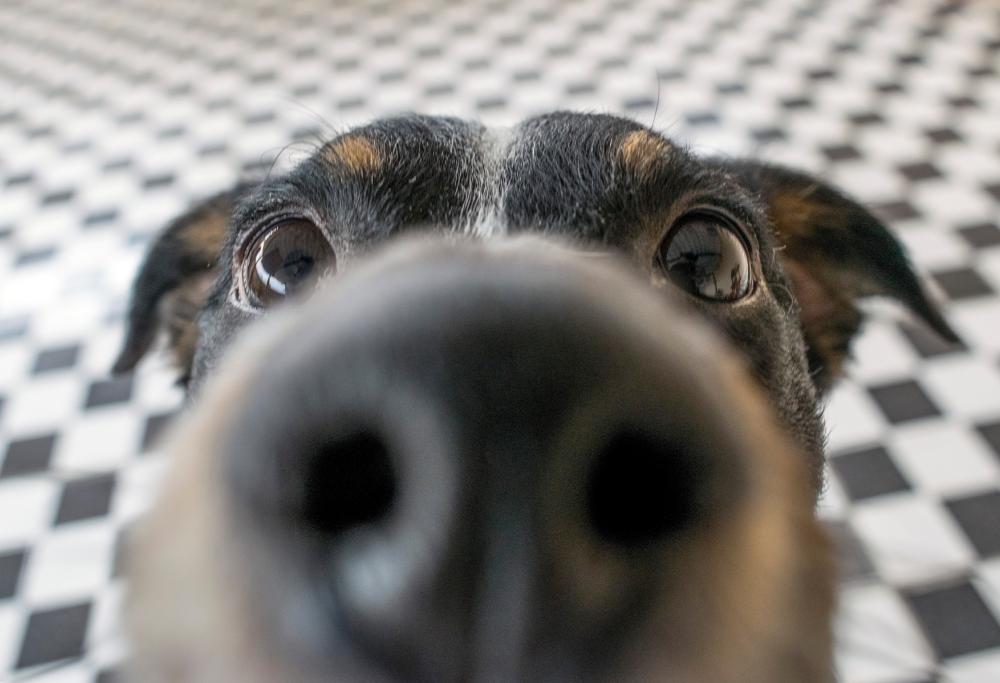 Come mai i cani annusano le parti intime delle persone?