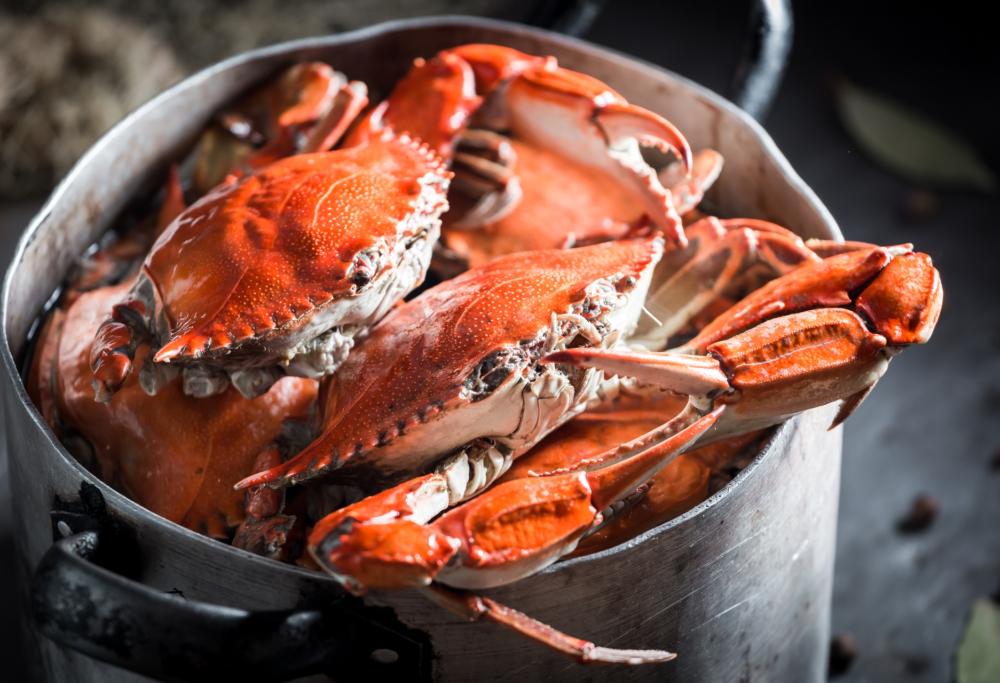 Nel Regno Unito oltre che le aragoste potrebbero vietare di bollire anche calamari e polpi
