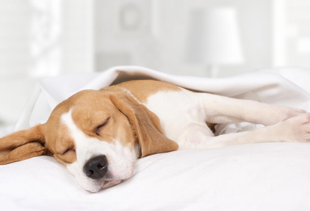 Cosa sognano i cani? Dipende dalla razza