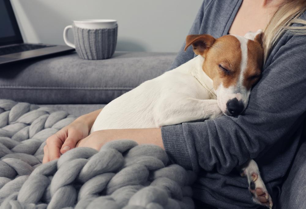 La compagnia elettrica inglese consiglia di scaldarsi con cani e gatti