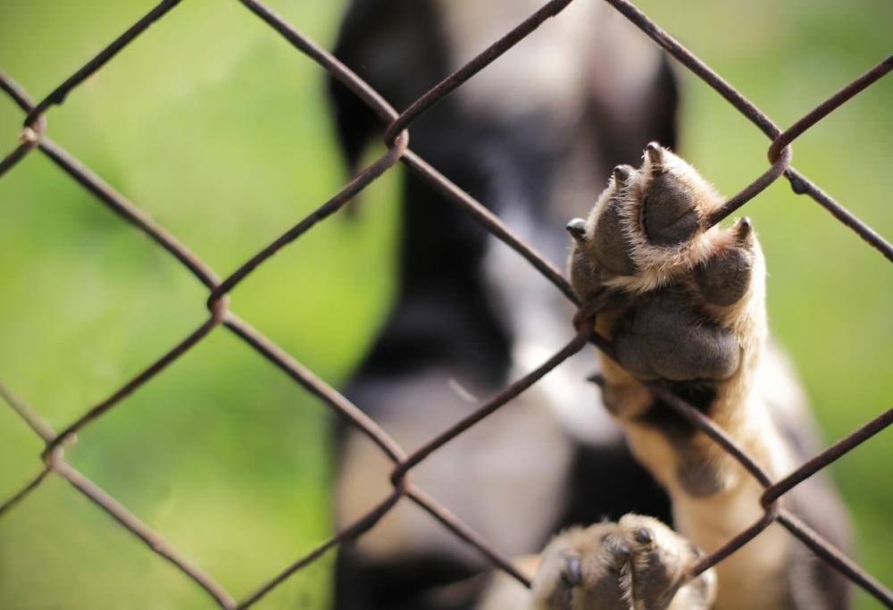 Cina, 5000 cani e gatti trovati morti in un deposito: erano stati chiusi in scatoloni per essere spediti