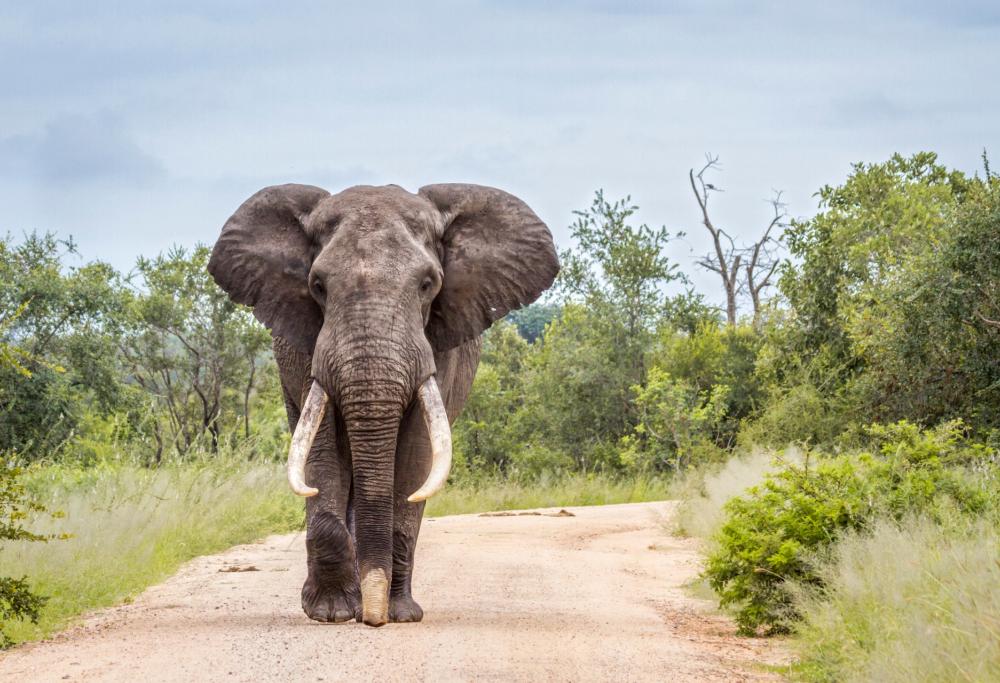 Il pianto straziante dell’elefante preso a bastonate per il festival buddista