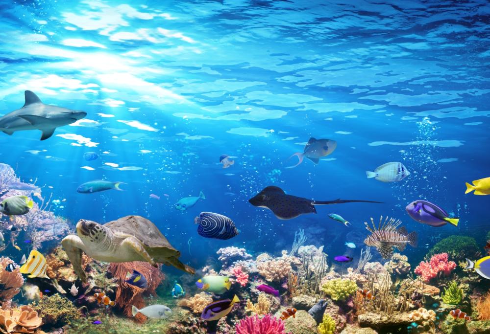 Per l’Unesco la Grande Barriera Corallina è a rischio a causa dei cambiamenti climatici