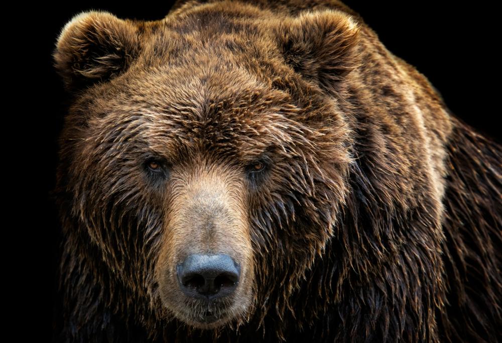Pordenone: carne d’orso servita al ristorante. "È aberrante" per Michela Brambilla