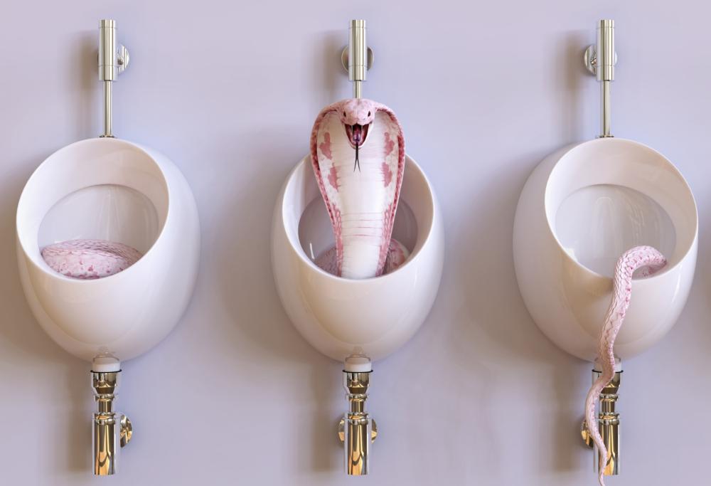 Austria: morso ai genitali da un serpente che fuoriesce dal water