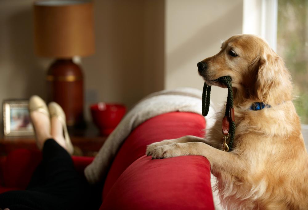 Nel 2021 in Germania entrerà in vigore l’obbligo di portare fuori il cane almeno due volte al giorno