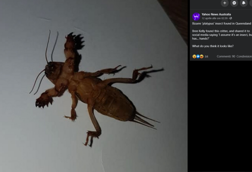 Australia: trova un insetto inquietante in casa e posta la foto su Facebook per capire di cosa si tratti