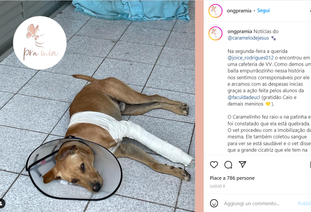 Un cane randagio fa irruzione al matrimonio: gli sposi lo adottano