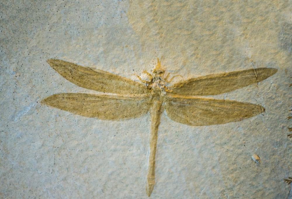 Ritrovato un rarissimo esemplare di insetto gigante negli Stati Uniti