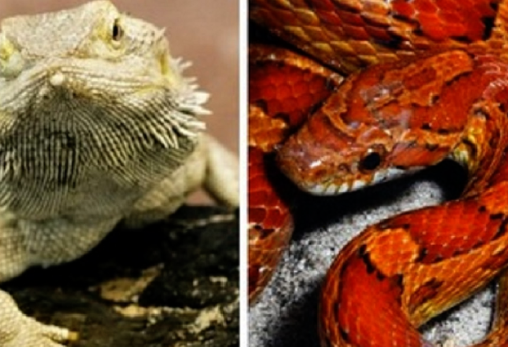 Viene sfrattato e abbandona in casa un drago barbuto e un serpente del grano: denunciato