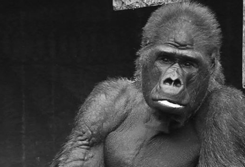 Un gorilla vittima dell'incendio di Capodanno non muore con l'eutanasia e lo uccidono a mitragliate
