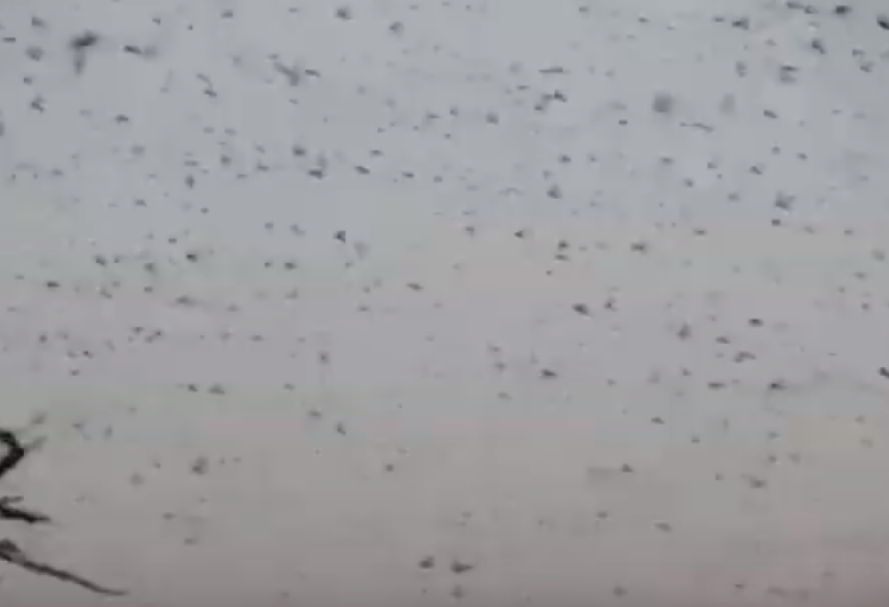 La Somalia è invasa dalle locuste: il video inquietante