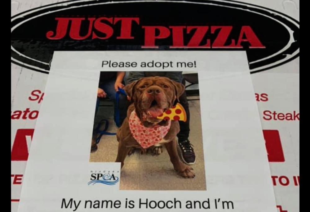 Sui cartoni della pizza ora ci sono le foto dei cani da adottare