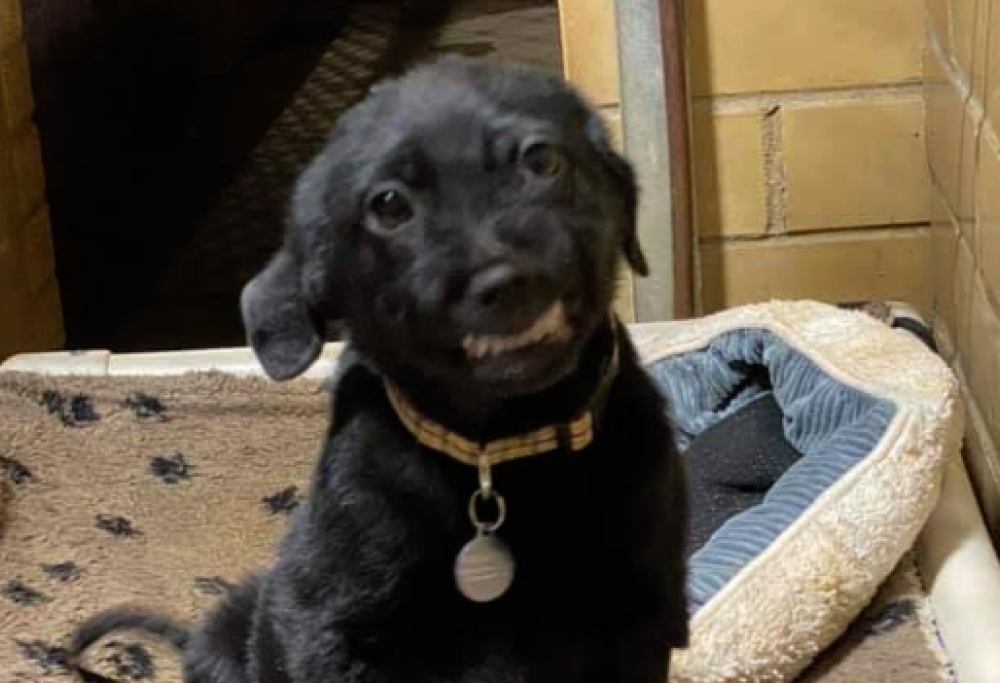 Questo cucciolo sorride a tutti per farsi adottare: il video dolcissimo