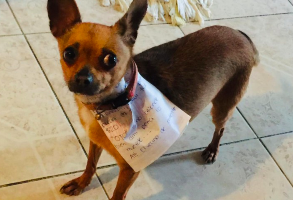 Per non uscire manda la cagnolina a comprare le patatine: è successo anche questo