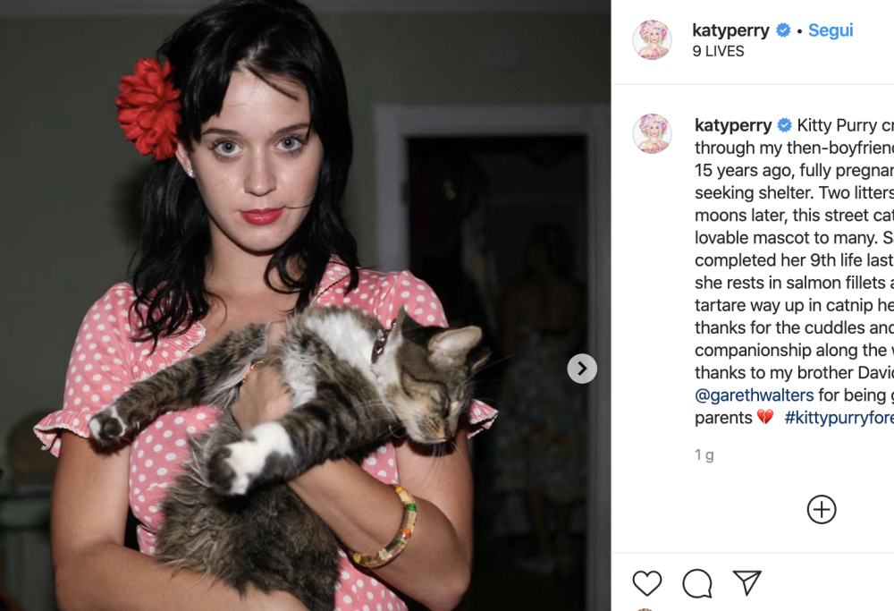 È morta Kitty Purry, la gatta di Katy Perry: il commovente addio della cantante