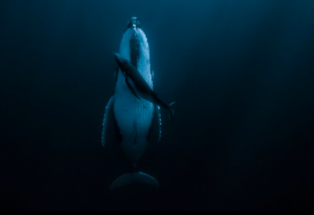 Mamma megattera dorme col suo cucciolo accanto: la foto è la più bella del mondo