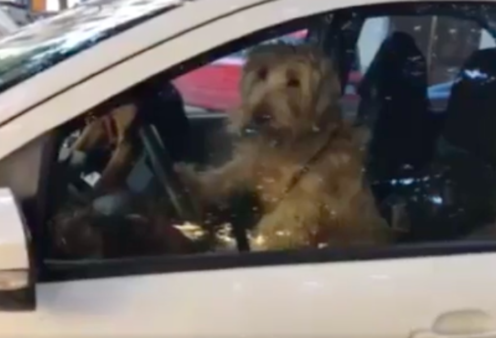 Cane stufo di aspettare suona il clacson per chiamare la padrona