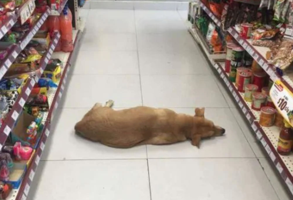 Troppo caldo in giro: il proprietario di un supermercato ospita un randagio nel negozio