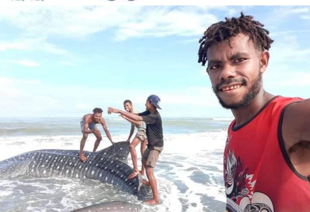Trovano uno squalo balena spiaggiato e si scattano dei selfie mentre lo cavalcano come una tavola da surf