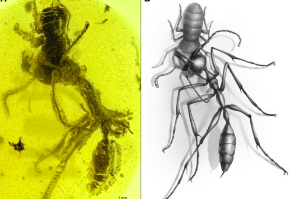 Il fossile della "formica infernale" che divora la preda: ha 99 milioni di anni