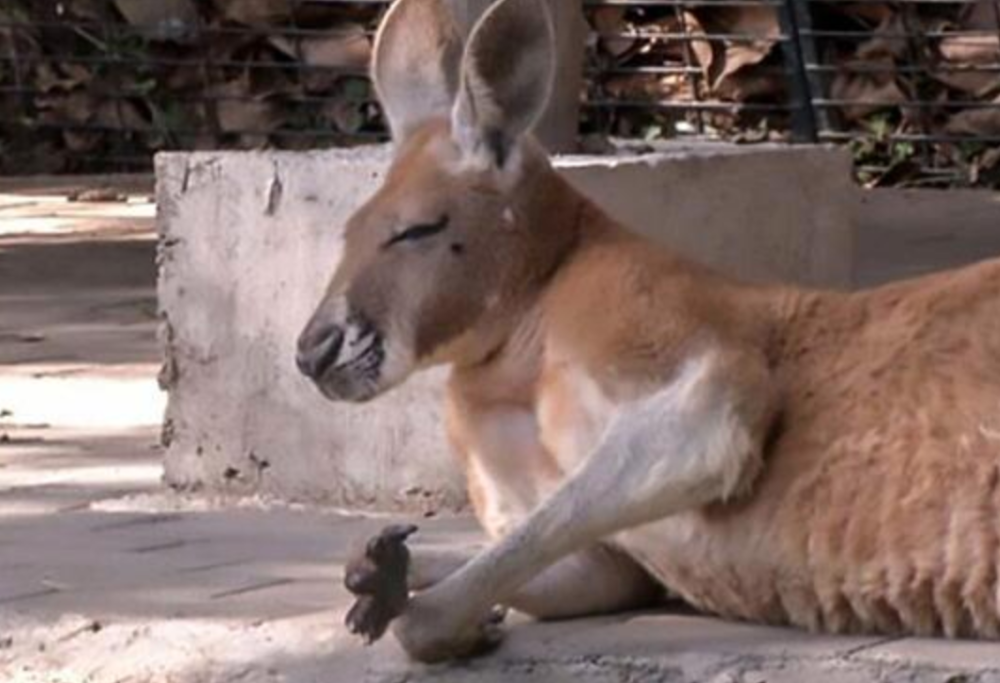 Cina, lanciano dei mattoni contro il canguro per farlo saltare ma lo uccidono