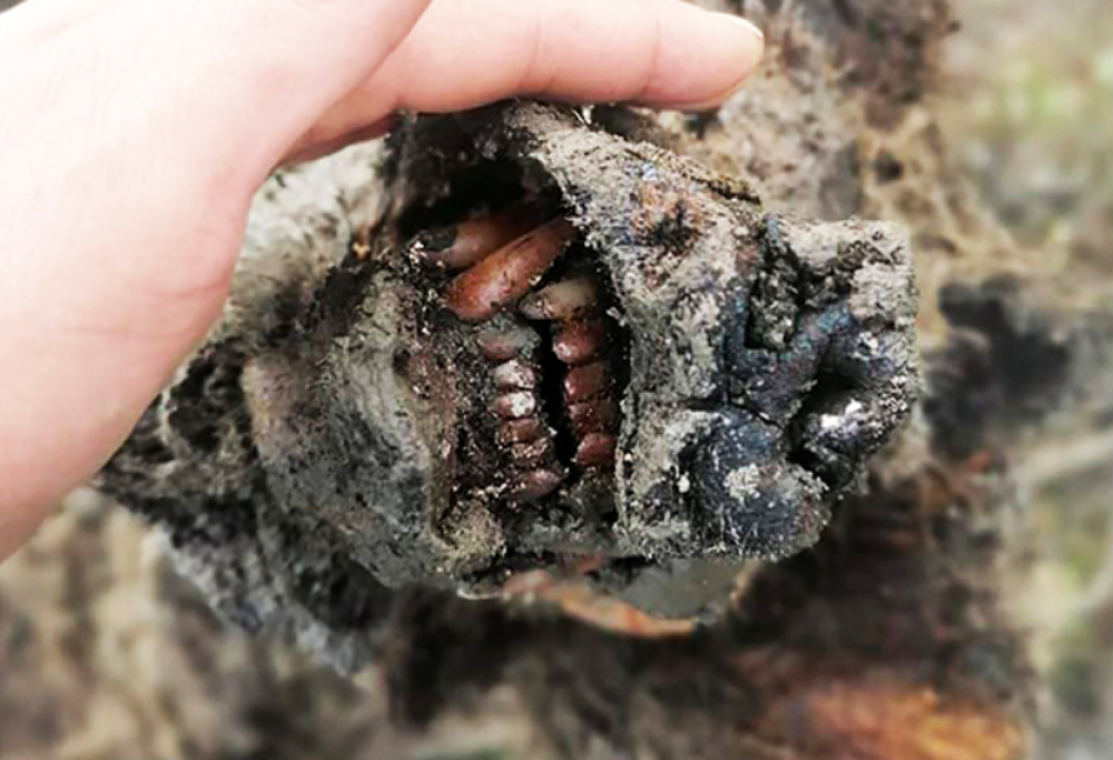 Ritrovati i resti congelati di un orso bruno di 30mila anni fa in Siberia