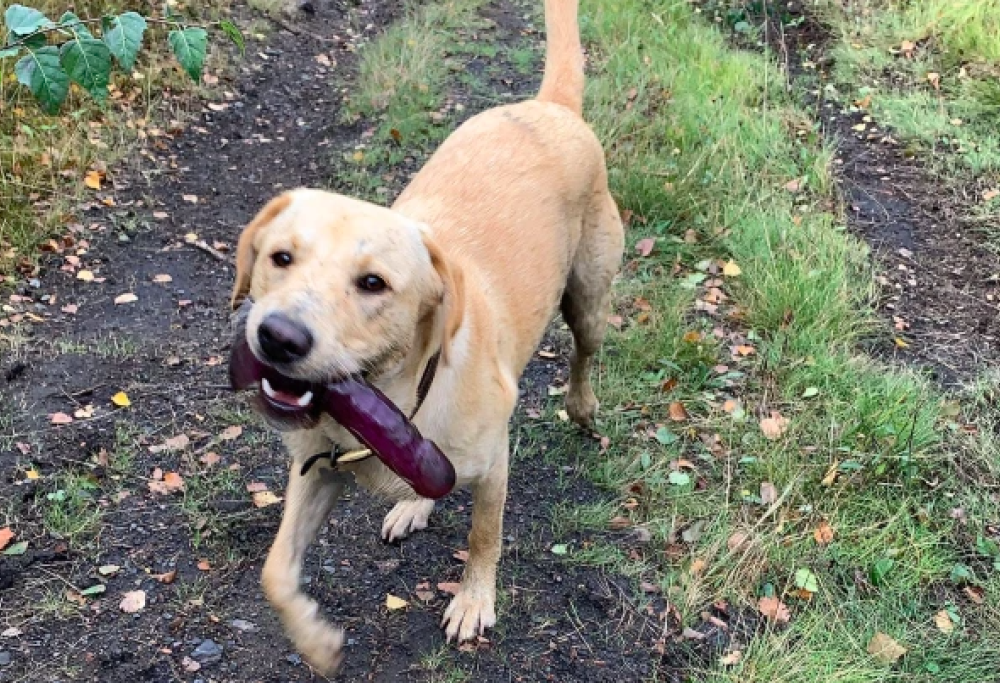 Labrador corre nel parco con un sex toy in bocca (e nessuno riesce a fermarlo)