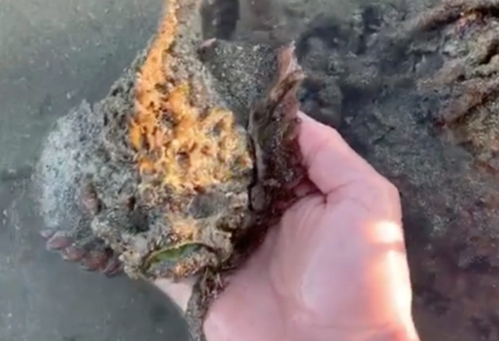 Per fare un video rischia la vita raccogliendo un pesce pietra, il più velenoso del mondo