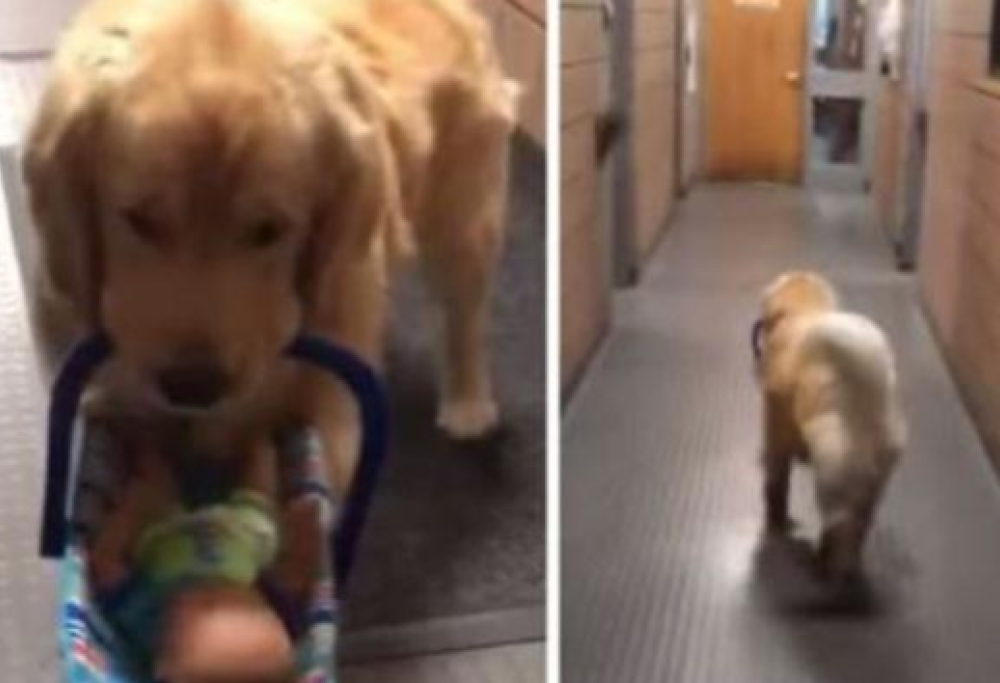 Furto di giocattoli destinati alle famiglie bisognose: il ladro è un cane