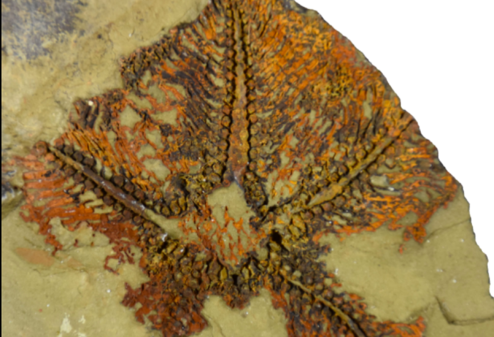 Questa potrebbe essere la stella marina più antica al mondo (ha 480 milioni di anni)