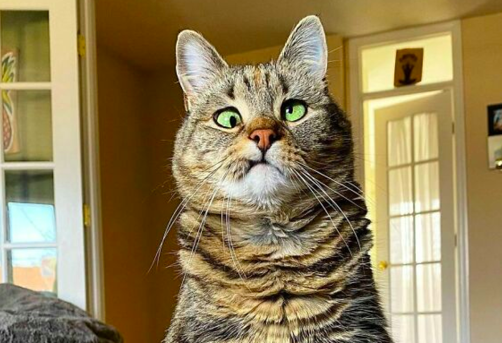 Questo gattino con gli occhi storti è la star assoluta di oggi