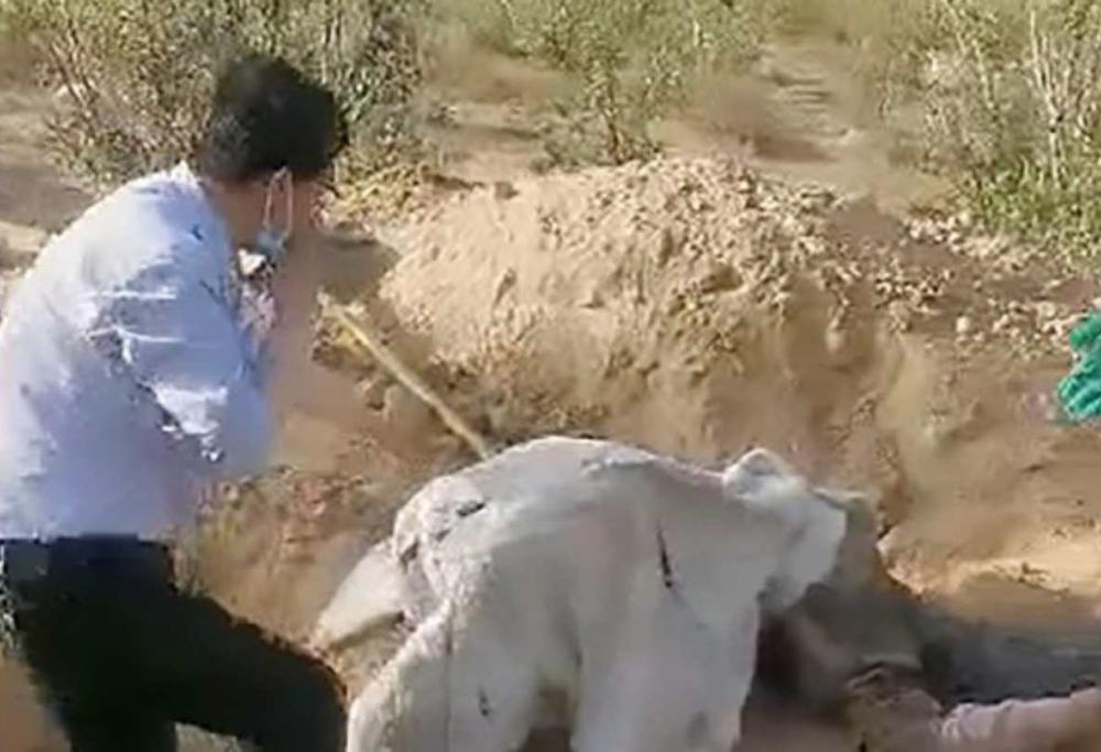 Seppellisce la madre disabile nel deserto: salvata dopo 3 giorni