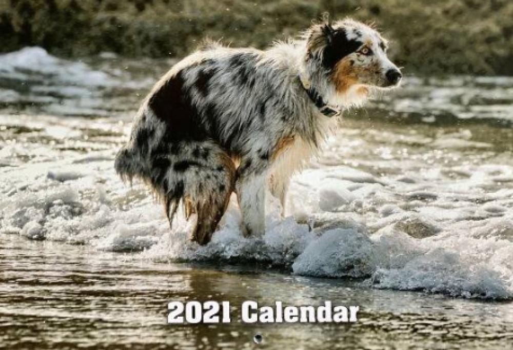 Il calendario coi cani che fanno la cacca è oggettivamente