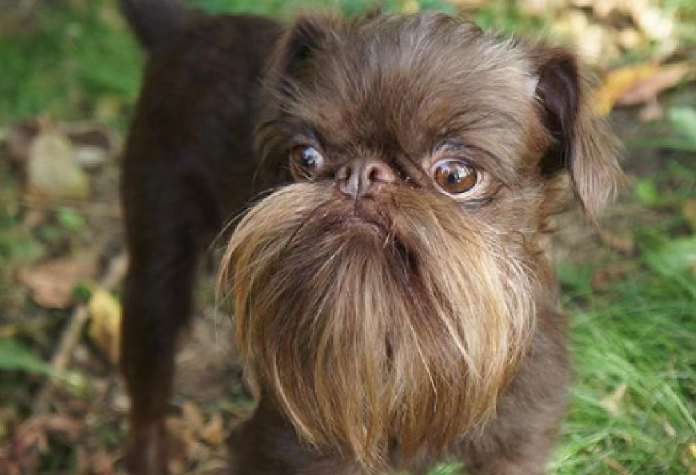 Questo cane somiglia tantissimo a Chewbecca