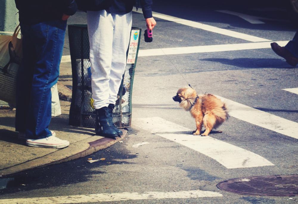 13enne non raccoglie la cacca del suo cane e anziano gliela spalma in faccia