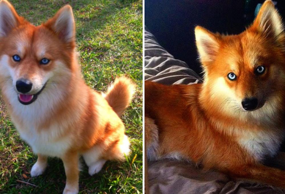 Questo è il “cane volpe”... una vera e propria star del web