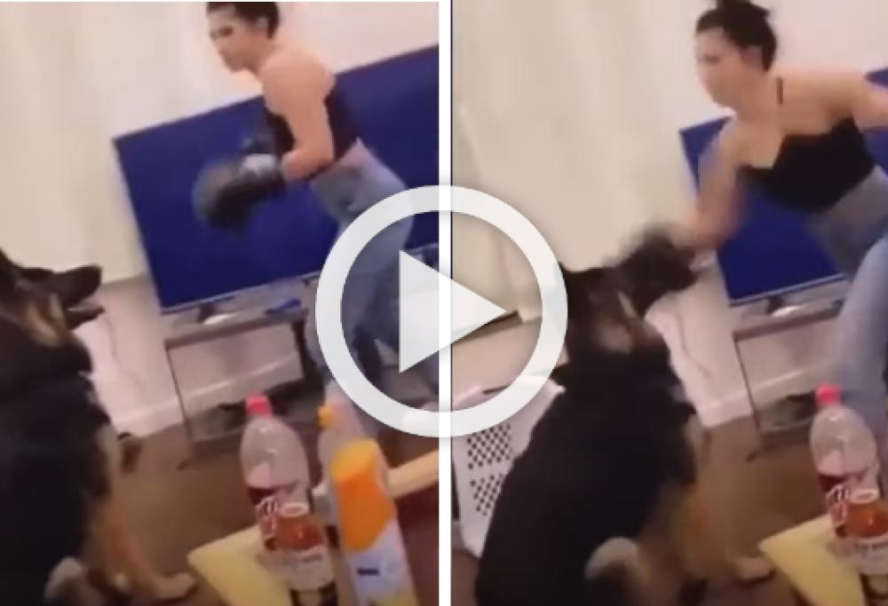 Prende a pugni il cane con i guantoni da boxe: il video indigna il web